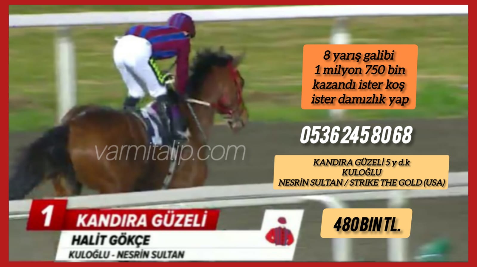 İster koş ister damızlık yap sorunsuz  KULOĞLU Kızı Kandıra Güzeli 05362458068